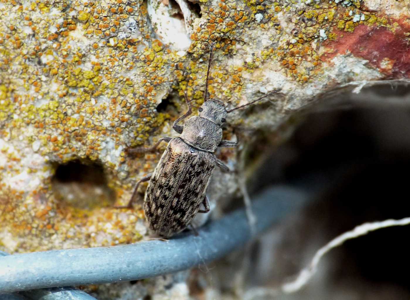 Nephodinus metallescens